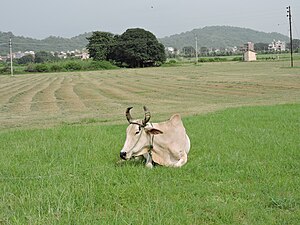 Village Saketri,district Panchkula,Haryana,India.JPG