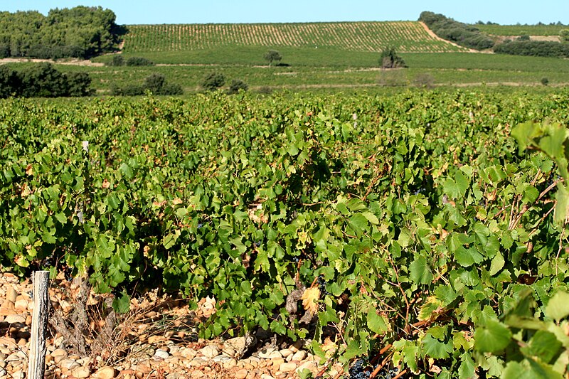 File:Vineyards in the Rhône Valley - Châteauneuf-du-Pape.jpg