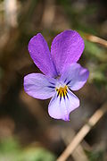 Viola curtisii