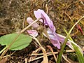 Aizu area, Fukushima pref., Japan