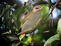 Thumbnail for File:Vireo altiloquus Verderón Canoro Black-whiskered Vireo (15385954729).jpg