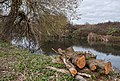 * Nomination Recently cut trunks at the Zadorra river near the Ortuona viewpoint. Vitoria-Gasteiz, Basque Country, Spain --Basotxerri 16:11, 27 December 2016 (UTC) * Promotion Beautiful image. Good quality. small spot in the air.--Famberhorst 16:19, 27 December 2016 (UTC)  Done Bird killed. Thank you! --Basotxerri 16:37, 27 December 2016 (UTC) Question: with a shotgun?--Famberhorst 16:48, 27 December 2016 (UTC)