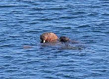 Jeune se baignant sur le dos de sa mère dans le Nord de la mer de Béring.