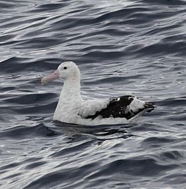 Wanderering Albatross (Diomedea exulans), East of Eaglehawk Neck, Tasmania, Australia