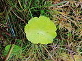 Waternavel (Hydrocotyle) in Wikelslân