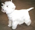 West Highland White Terrier