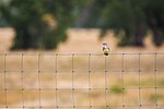 Thumbnail for File:Western kingbird - 50373857617.jpg