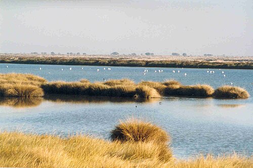 Wetlands met watervogels in Doñana