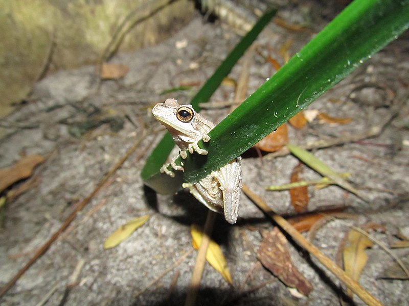 File:Whistling tree frog (Litoria Verreauxi) (8236172479).jpg