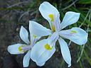 White Dutch irises