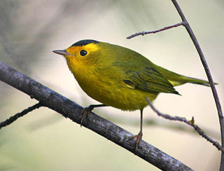 <span class="mw-page-title-main">Wilson's warbler</span> Species of bird