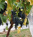 Vinho uvas04.jpg