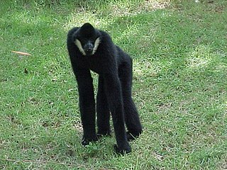 <span class="mw-page-title-main">Northern white-cheeked gibbon</span> Species of Old World monkey