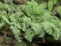 Woodwardia radicans