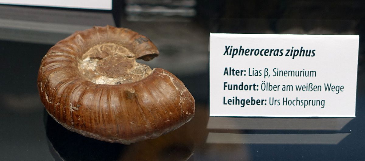 Xipheroceras Wikipedia