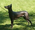 Miniatura para Xoloitzcuintle