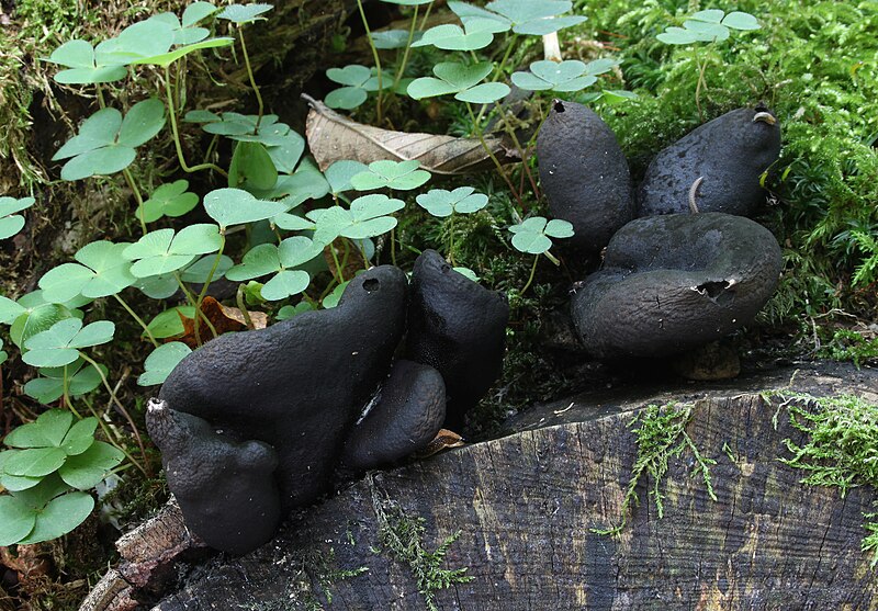 File:Xylaria-polymorpha-Holzkeule.jpg