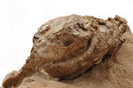Миниатюра для Файл:Yamaceratops MPC-D 100 553 skull (3).png