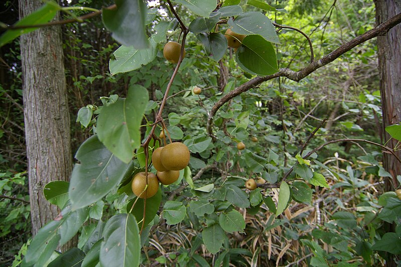 File:Yamanashi 01.jpg