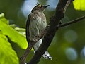 Miniatura per Bulbul d'ulleres grogues