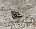 Yellowish Pipit (Anthus lutescens) - juvenile - Flickr - Lip Kee.jpg
