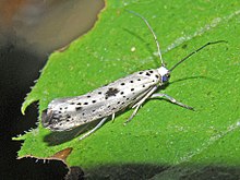 Yponomeutidae - Yponomeuta plumbella.JPG