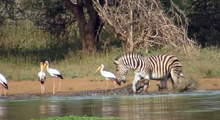 A Nile crocodile attacking a Burchell's zebra in Kruger National Park, South Africa Zebra Escapes the Jaws of 2 Crocodiles HD 3.png