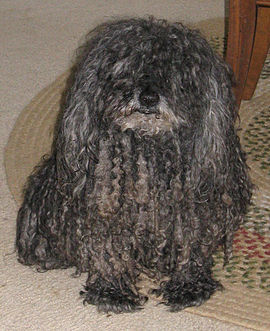 Miniature puli sales