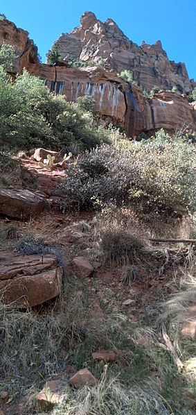 File:Zion National Park riparian section.jpg