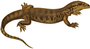 Mısır Zoolojisi (1898) (Varanus exanthematicus).png