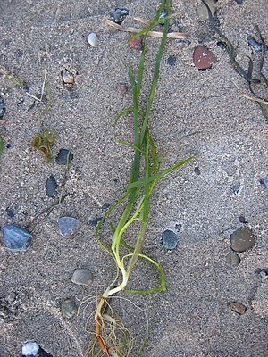 Op het strand spoelde gewoon zeewier aan