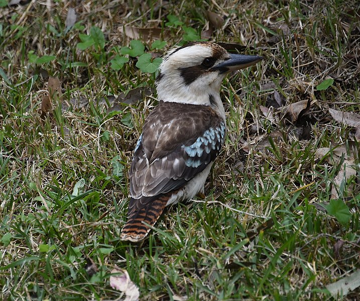 File:(1)Kookaburra-1.jpg