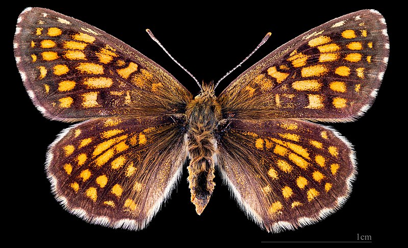 File:(MHNT) Melitaea athalia celadussa - Forêt de Bouconne - Haute-Garonne - France - female dorsal.jpg