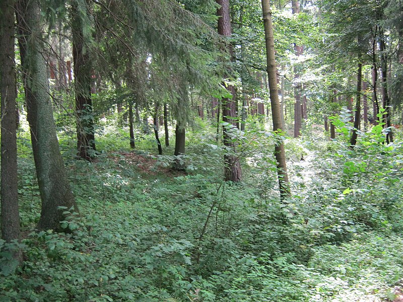 File:(PL) Polska - Warmia - Las Miejski w Olsztynie - The City Forest in Olsztyn (28.VIII.2012) - panoramio (18).jpg