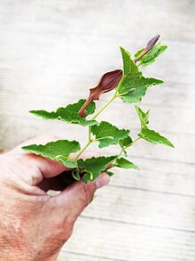 (Pistolochia Osterluzei (Aristolochia pistolochia L.).jpg