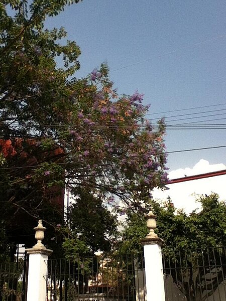 File:Árbol de jacaranda.jpg