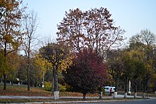 Биогруппа (памятник природы) в Каменец-Подольском. Фото 8.jpg
