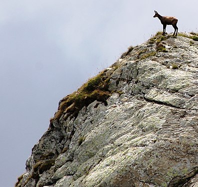 Chamois (Rupicapra rupicapra) in the mountains of the Caucasus near Sochi