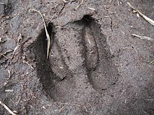 Footprint at Rila National Park, Bulgaria, 2014 Sleda na diva koza (Rupicapra rupicapra).jpg