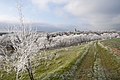 * Nomination: Frost --Максим Огородник 11:06, 10 January 2023 (UTC) * Review There is some chromatic aberration (visible especially in the tree on the left) --FlocciNivis 12:04, 11 January 2023 (UTC) I find it abstract. Confused about the main subject, --Fabian Roudra Baroi 00:15, 12 January 2023 (UTC)