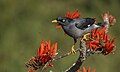 * Nomination: Jungle myna. By User:Sheikh Ahmedul Hoque --RockyMasum 04:44, 3 July 2020 (UTC) * Review Good quality, but left to the bird there is a dust spot --PantheraLeo1359531 15:04, 3 July 2020 (UTC)
