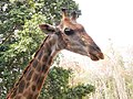 ยีราฟ สวนสัตว์เชียงใหม่ Giraffe in Chiang Mai Zoo (15).jpg
