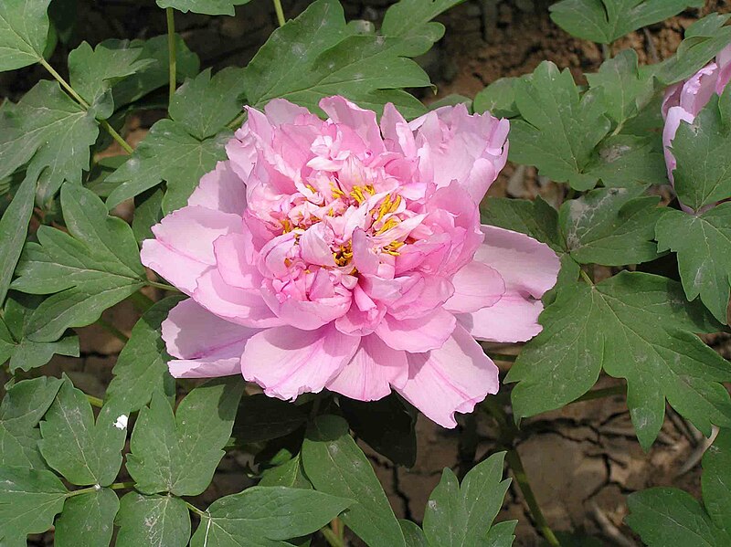 File:牡丹-翠幕 Paeonia suffruticosa 'Green Veil' -洛陽西苑公園 Luoyang, China- (12517024463).jpg