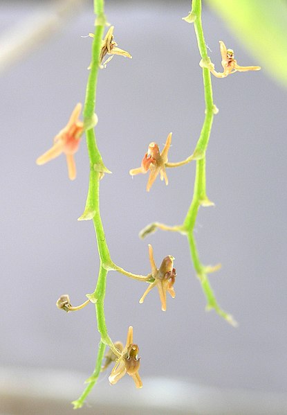 File:蕊絲羊耳蒜 Liparis resupinata -泰國清邁花展 Royal Flora Ratchaphruek, Thailand- (9219889649).jpg