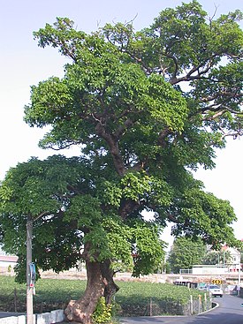 Бишофия яванская (Bischofia javanica)
