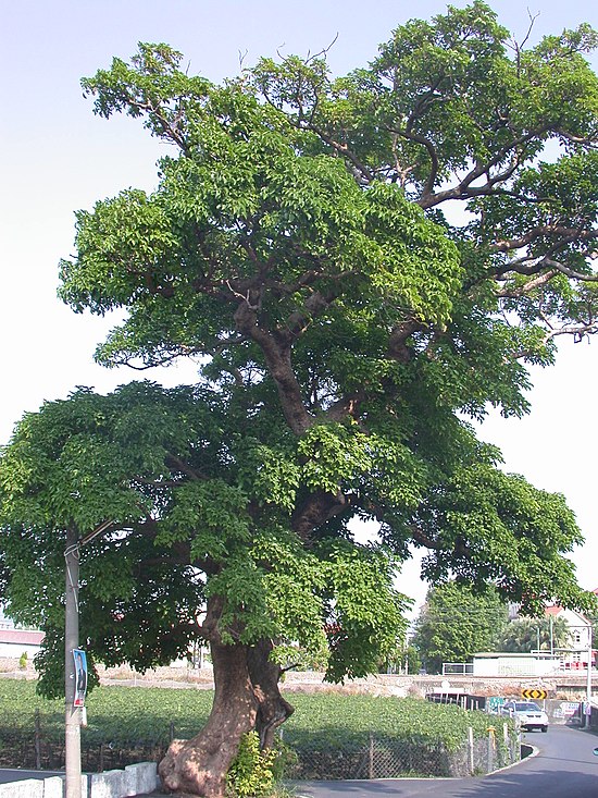 Обычное дерево. Bischofia javanica. Bischofia polycarpa. Дерево обычное. Деревянистые.