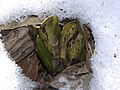 Eastern skunk cabbage melting a hole through the snow.