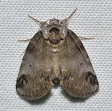 - 8971 - Baileya dormitans - Baileya Moth Sleeping (48244891921) .jpg