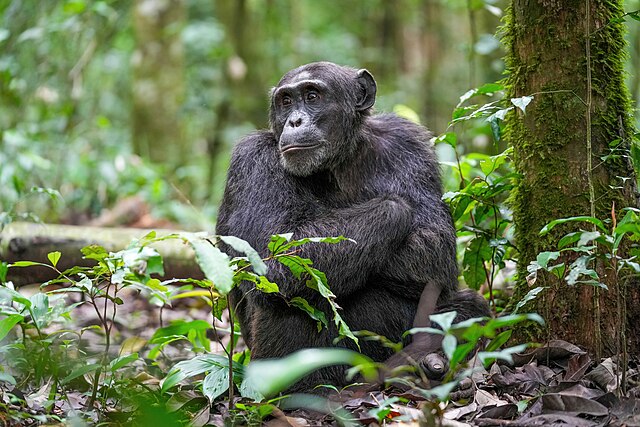 Chimpanzé macho alfa no Parque Nacional da Floresta de Kibale, Uganda