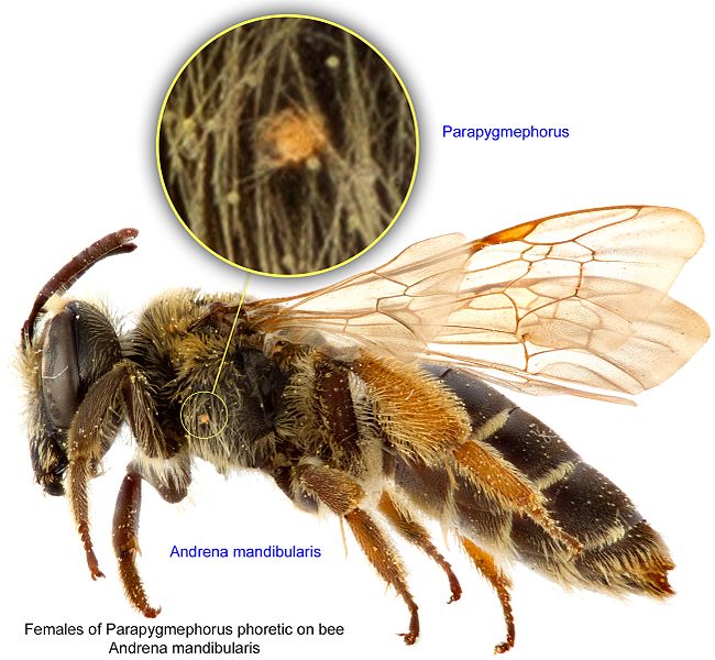 File:10-Parapygmephorus on Andrena-mandibularis BMOC 15-0606-068.jpg